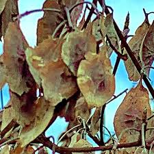Image result for Terminalia sericea