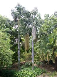 Image result for Caryota urens