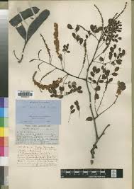 Image result for Acacia welwitschii