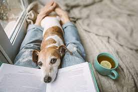 How To Care For A Dog In Heat Figo Pet Insurance