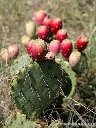 To move nutrients up their roots, plants evaporate water from but in the desert, where water is hard to come by, many plants. Wilderness Survival 9 Edibles To Find In The Desert Survivopedia