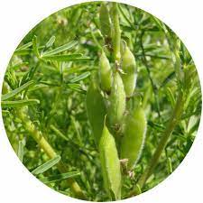 Veganer bratling auf basis von weizeneiweiss und lupine inhalt: Susslupinen Biolandhof Kelly