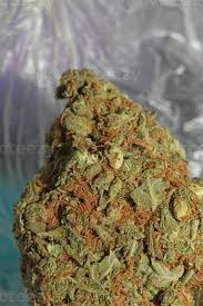 Image result for Cannabaceae