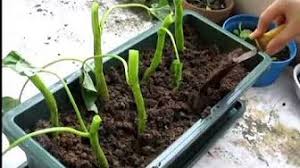 Keep the soil evenly moist throughout the growing season to grow spinach quickly. Growing Kangkong In Containers Asian Summer Water Spinach Youtube Water Spinach Summer Water Growing