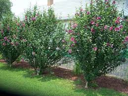 Rose Of Sharon Border Rose Of Sharon Bush Rose Of Sharon Growing Shrubs