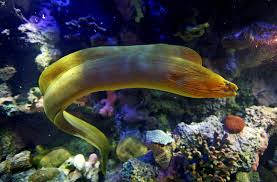 Moray eels are fish, with gills and a long fine dorsal fin connected from its head to its ass. Moray Eels Make Eerie Appearance At Virginia Living Museum Daily Press