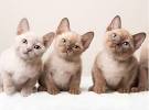 Tonkinese Cats | Tonkinese Cat Breed Info & Pictures | PetMD