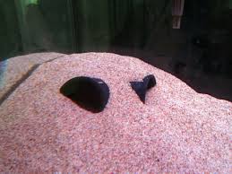 How to make aquarium you can contact him for aquarium gum(silicon)100% original whatsapp seller no. Diy Aquarium Decor Fish Love Hideaways Kelsey Lately