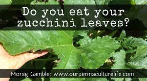 We're in love with this easy zucchini pasta recipe. 7 Ways To Eat Zucchini Greens Our Permaculture Life