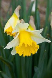 Narcissus Ellen Alan Buckingham Narcissus Daffodils Spring Perennials