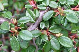 Image result for Cotoneaster microphyllus