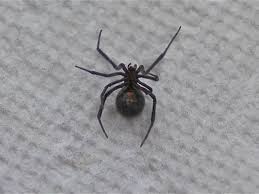However female black widow spiders can attack humans when they are provoked. Pennsylvania Woman Says She Freaked Out After Finding Black Widow Spider In Package Of Grapes Abc News