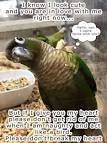pictures of 2 parrots talking and singing ariel