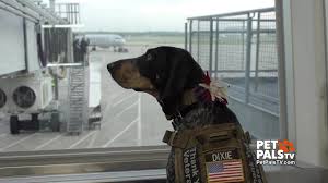 Dixie The Dog Honors Veterans Youtube