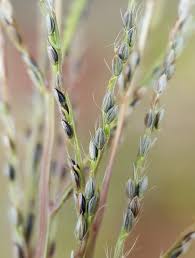 Image result for Digitaria pseudodiagonalis