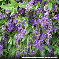 Image result for Hardenbergia comptoniana