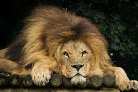 The Big Cat Sanctuary Cat Sanctuary Big Cat Sanctuary Kent Big Cats
