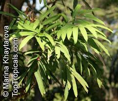 Image result for Lepisanthes