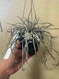 Image result for Microcoelia exilis