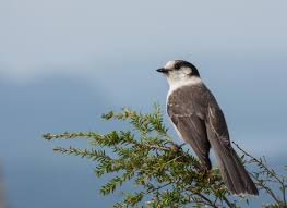 For familiar words and apply them accurately (e.g., knowing duck is a bird. Meet Our National Bird The Gray Jay Canadian Geographic
