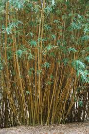 Bamboo Plants Sunshine Coast Queensland Australia