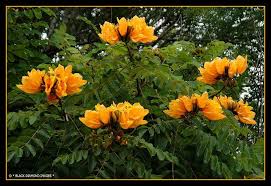 Pin On Flowering Trees