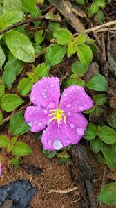 Image result for Dissotis multiflora