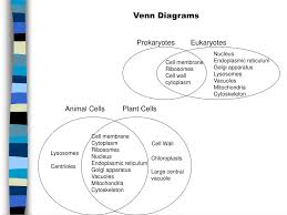 The marbles are the centrioles. Prokaryotic And Eukaryotic Cells Venn Diagram