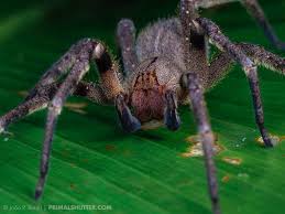 Ctenidae, Phoneutria nigriventer | Brazilian wandering spide… | Flickr