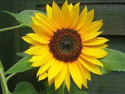 The kansas hemp law sb 282 removed cbd from the state's definition of marijuana. Kansas State Flower Native Sunflower