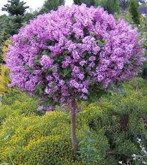 That means months of vibrant color for you. Korean Lilac Tree Lilac Tree Korean Lilac Tree Hydrangea Tree