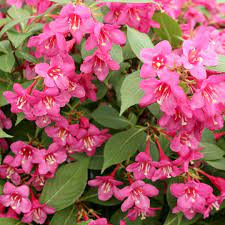 Pw pink sonic bloom weigela shrub. Sonic Bloom Pink Weigela Spring Meadow Wholesale Liners Spring Meadow Nursery