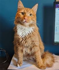 Ch cats can live in relative harmony with other pets; Meet The Handsome Cat With Cerebellar Hypoplasia Who Found A Wonderful Home In England After He Was Rescued From The Streets Of Romania Meow As Fluff