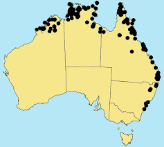 Image result for Sacciolepis rigens