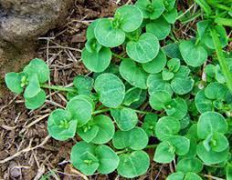 Image result for Drymaria