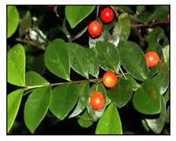 Image result for Manilkara kauki