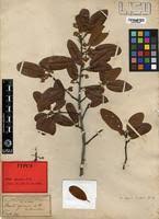 Image result for Monotes africanus