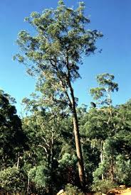 Image result for Eucalyptus cloeziana