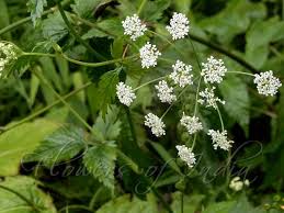 Image result for Pimpinella