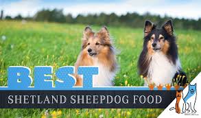 6 best shetland sheepdog sheltie dog food in 2019