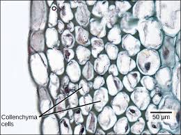 In some monocots like dracaena and yucca, vessels are structure of vessels in relations to its functions: 9 3 Plant Tissues Biology Libretexts