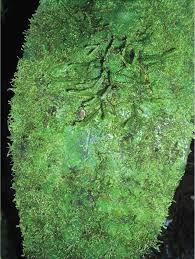 Image result for Hedythyrsus thamnoideus