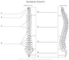 Can the net harness a bunch of volunteers to help bring books in the public domain to life through podcasting? Vertebral Column And Rib Cage Anatomy Bones Anatomy Anatomy And Physiology