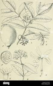 Image result for Landolphia kirkii