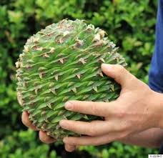 Citrus trees are some of the easiest fruit trees to grow in your home garden. In Australia Even The Trees Can Kill You Huffpost Australia News