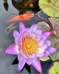 Image result for Nymphaeaceae