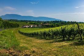 Im norden grenzt die franciacorta an den iseosee, südlich reicht sie bis nach brescia. Franciacorta Mehr Als Nur Schaumwein Auf Entdeckungsreise Am Lago D Iseo Non Solo Vino Italienische Delikatessen Der N 1 Online Shop