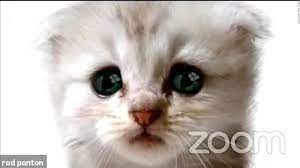'i'm not a cat!' texas attorney rod ponton got off to a hilarious start during a recent court hearing when he couldn't figure out how to turn off the cat filter on his zoom video. That Cat Zoom Filter Is Almost Impossible To Find Here S Why Cnn