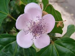 Image result for Bixaceae