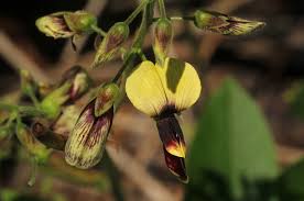 Image result for Rhynchosia divaricata